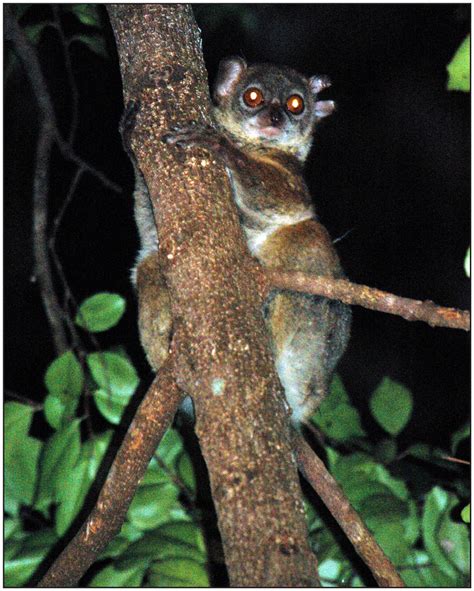 Rapid Survey And Assessment Of The Northern Sportive Lemur Lepilemur