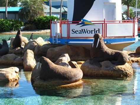 Seaworld Orlando 003 Walruses Jeremy Thompson Flickr