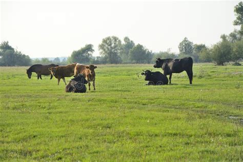 Caballos Vacas Y Toros En El Campo Foto De Archivo Imagen De Toro