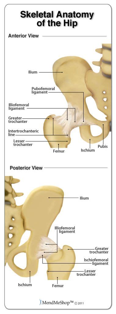 Skeletal Anatomy Of The Hipthe Ligaments Of The Hip Are Essential For