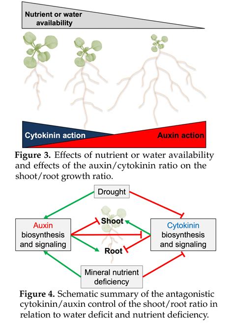 Auxincytokinin Antagonistic Control Of The Sho