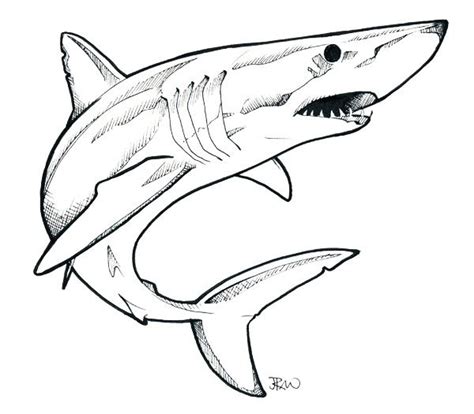 2) from the middle of the rectangle, draw one vertical and one horizontal line equally dividing the shape. mako shark - Google Search | Shark drawing, Shark drawing ...