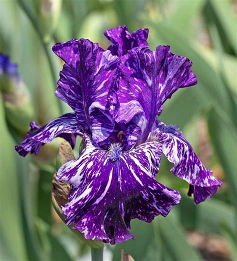 Beautiful Purple Iris Iris Flowers Iris Garden Purple