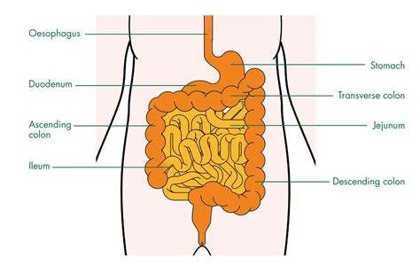 The Small Intestine Intestines Digestive System Digestion