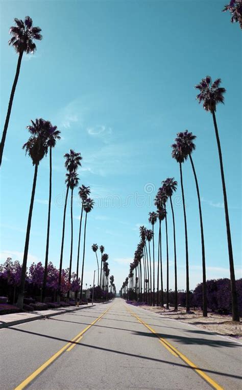 573 Palm Tree Lined Street Stock Photos Free And Royalty Free Stock