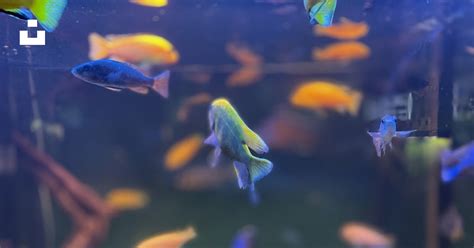 Yellow And Blue Fish In Water Photo Free Water Image On Unsplash