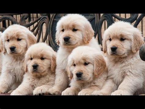 What to expect with a golden retriever puppy. Cutest Golden Retriever Puppies Of All Time Videos ...