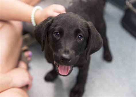 Labrador retriever litter of puppies for sale near colorado, fort lupton, usa. 'People were here at 7 this morning waiting in line': 5 ...