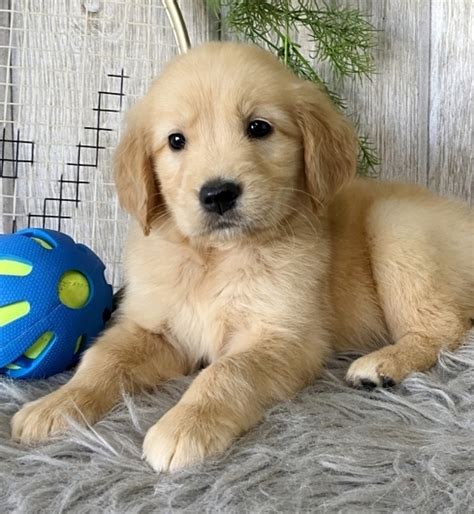 Golden retriever puppies 2021 12 x 12 inch monthly square wall calendar, animals dog breeds golden puppy. Price Golden Retriever Puppy 648859 | PuppySpot