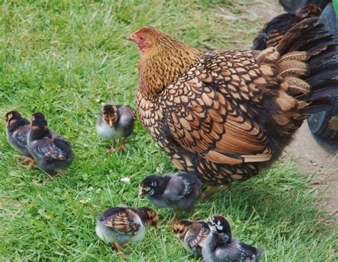 Wyandotte chickens are docile and friendly birds that make great backyard chickens. Wyandotte | Tavuk Irkları Serisi #4 — Steemit