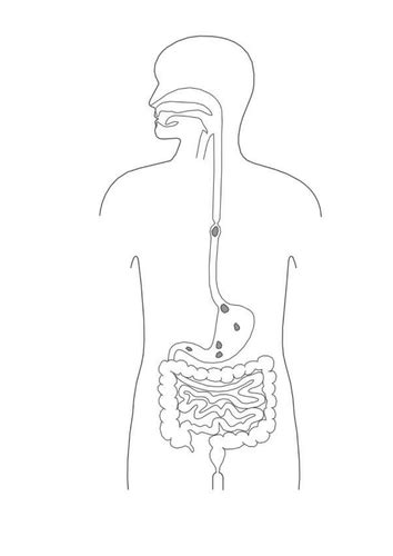 Blank Digestive System Diagram