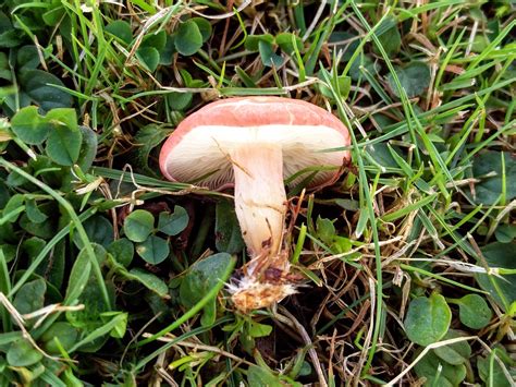 Misidentifying Fungi Portrait Of A Pink Mushroom