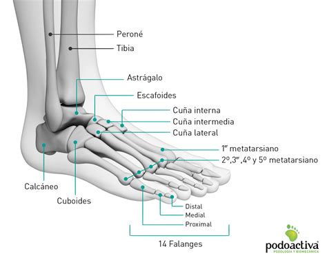 Partes Y Huesos Del Pie Humano Anatomia Y Funciones Images Hot Sex Picture
