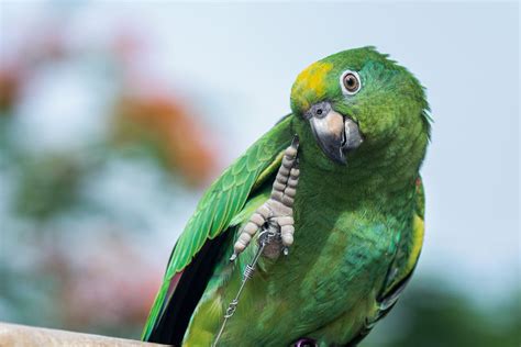 Top 7 Most Intelligentsmartest Pet Parrot Species