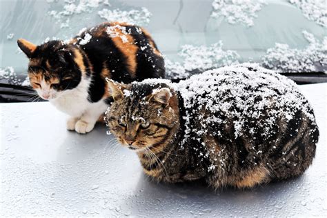 How To Keep My Feral Cat Warm In Winter Cat Lovster