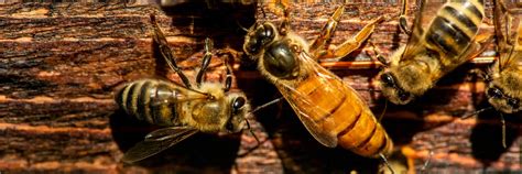 Before starting your honey bee farm, there are some queen bee facts you must know in order to be a when a worker bee stings you, she has essentially signed her own death certificate. Honey Bee Biology: Queens, Drones and Workers | Dadant & Sons