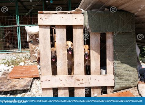 Homeless Dogs In The Kennel Are Sitting In Cages Stock Image Image Of