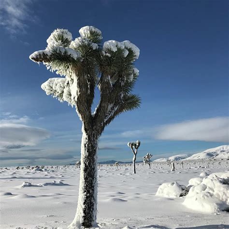 Joshua Tree In The Snow Photograph By Perry Hoffman Fine Art America