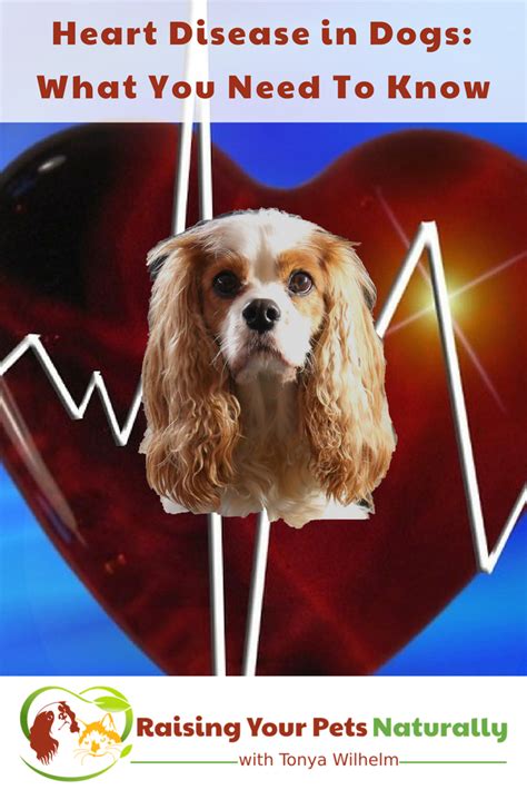 Heart Disease In Dogs What You Need To Know Cavalier