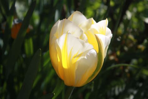Sweetheart Tulip