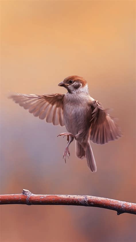 Sparrow Bird 4k 7650g Wallpaper Pc Desktop