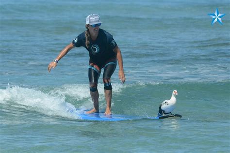 Daffy The Surfing Duck Takes To The Waves For Accessurf Honolulu Star