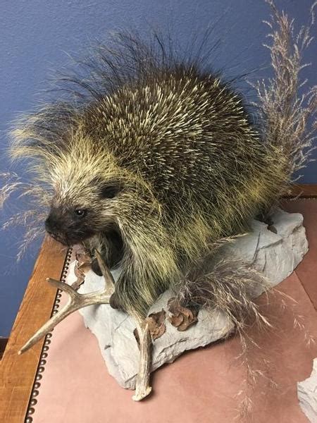 Porcupine And Badger Potter Taxidermy Texas Hunting Forum