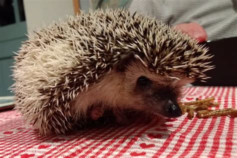 Do African Pygmy Hedgehogs Bite Prevention And Training