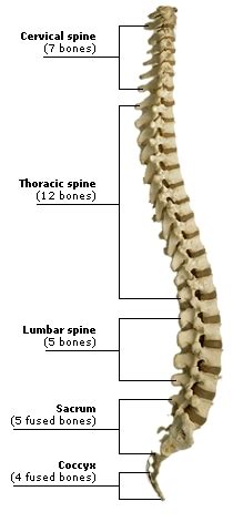 A healthy spine has strong muscles and bones, flexible joints, ligaments and tendons, and sensitive nerves. SKELETAL SYSTEM