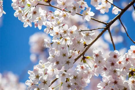 Fully Bloomed Cherry Blossoms With Blue Sky Background At Asukayama