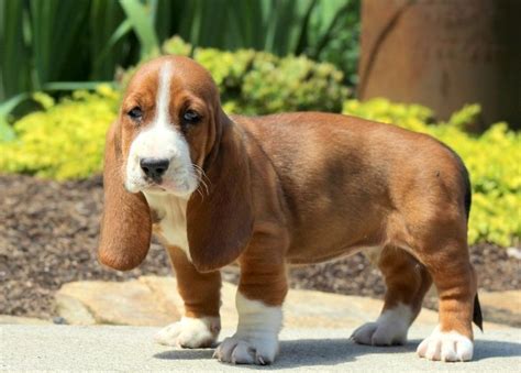 Basset Hound Puppies For Sale Columbus Oh 180898