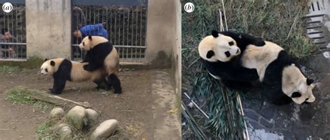 Vocal Behaviour Predicts Mating Success In Giant Pandas Royal Society