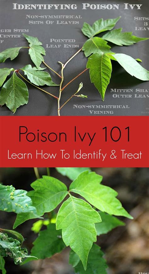How To Identify Avoid Prevent And Treat Poison Ivy Includes Ways To