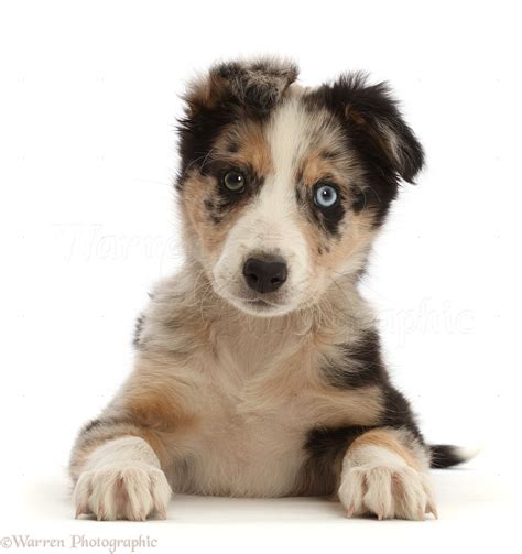 Dog Border Collie Cross Pup Lying With Head Up Photo Wp49781