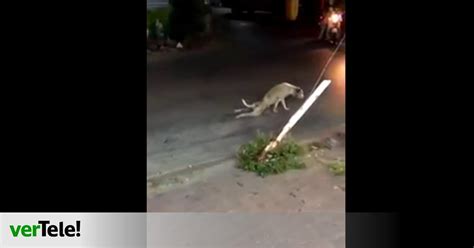 Un Perro Se Hace El Cojo Para Engañar A Los Conductores El último