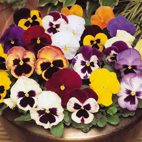 40 Large Pansy Giant Mix Plug Plants Uk Garden And Outdoors