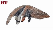 How to Draw a Anteater step by step - YouTube