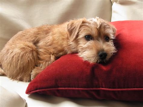 The norfolk was originally bred to hunt and kill vermin in barns. 17 month | Norfolk terrier, Norwich terrier, Wire haired ...