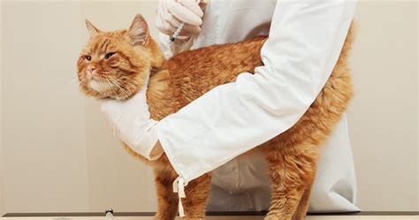 What causes foaming at the mouth in cats? On World Rabies Day, Make Sure Your Pet Is Safe