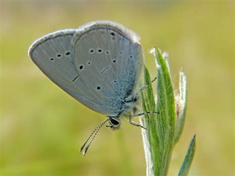 Small Blue A Small Blue Butterfly At St Catherines Hill Flickr