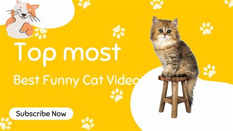 Funniest Cats Video For Entertainment The Best Cat Videos Funny