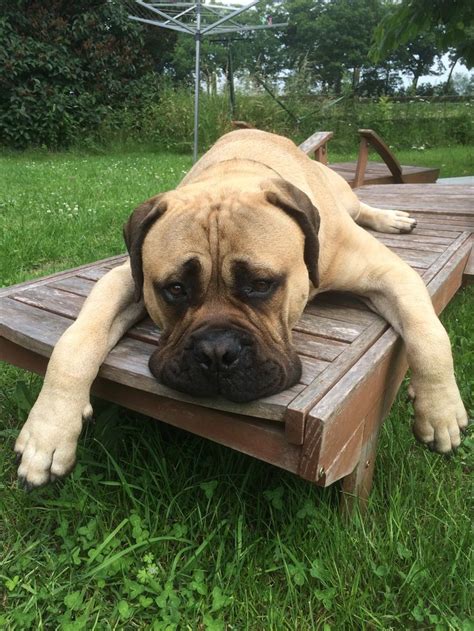 107 Best Bull Mastiffs Images On Pinterest Doggies Big