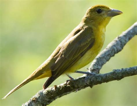 Summer Tanager Missouri Department Of Conservation