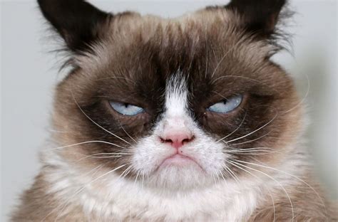 Viral Sensation Grumpy Cat Has Died At Age 7