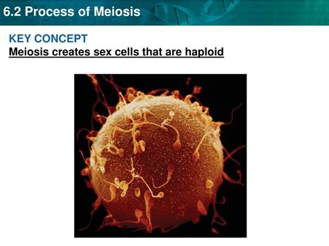 Ppt Key Concept Meiosis Creates Sex Cells That Are Haploid Powerpoint Presentation Id 9634165