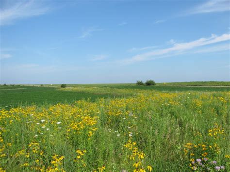 Installing and Maintaining Prairie Strips - Practical Farmers of Iowa
