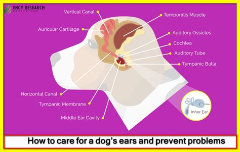 How To Care For A Dogs Ears And Prevent Problems