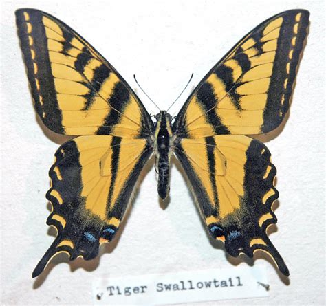 Papilio Rutulus Western Tiger Swallowtail Butterfly A Photo On