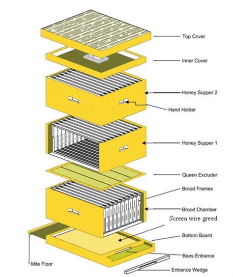 Guide To Bee Hive Types Learn The Essential Differences Bees4life