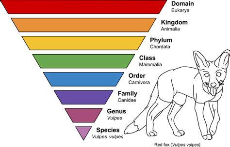 Classification Diagram Quizlet